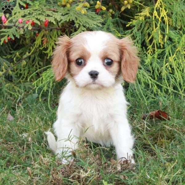 Coraline, Cavalier King Charles Spaniel Puppy