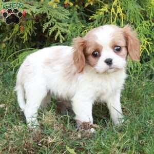 Coraline, Cavalier King Charles Spaniel Puppy