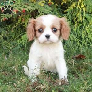 Coraline, Cavalier King Charles Spaniel Puppy