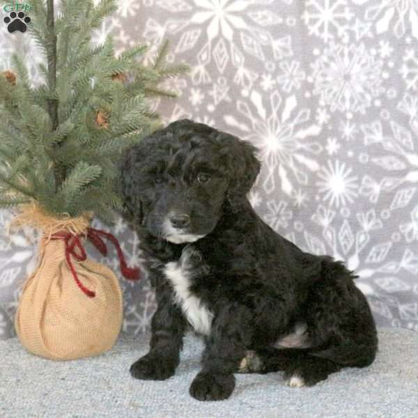 Cosmo, Mini Goldendoodle Puppy