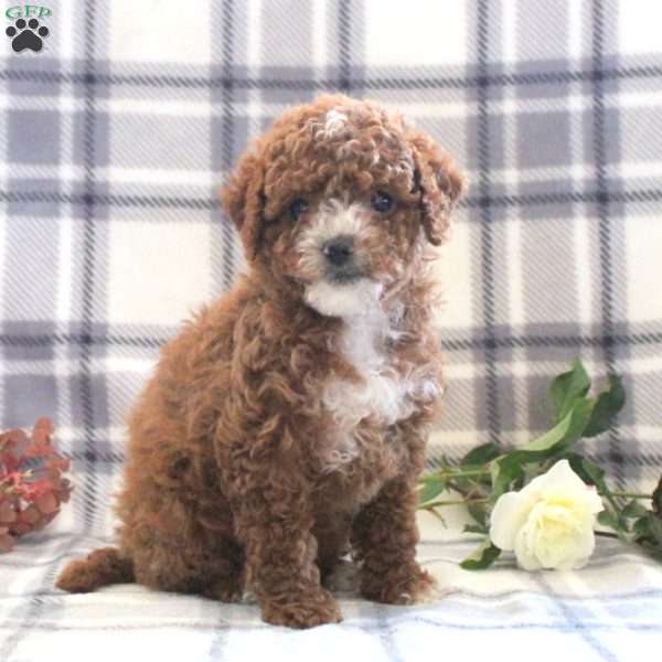 Cotton, Mini Goldendoodle Puppy