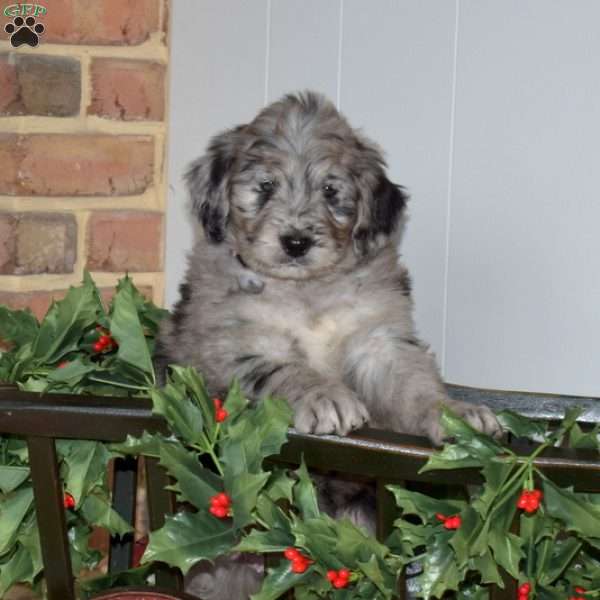 Cranberry, Bernedoodle Puppy