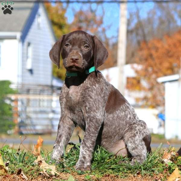 Crissy, German Shorthaired Pointer Puppy