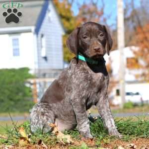 Crissy, German Shorthaired Pointer Puppy