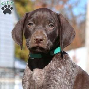 Crissy, German Shorthaired Pointer Puppy