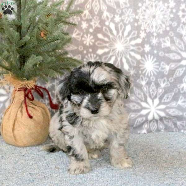 Cruz, Mini Goldendoodle Puppy