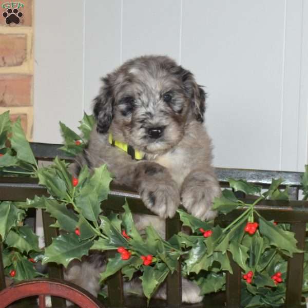 Cubby, Bernedoodle Puppy