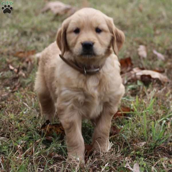 Layla, Golden Retriever Puppy