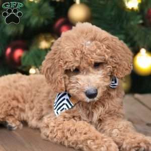 Fletcher, Mini Goldendoodle Puppy