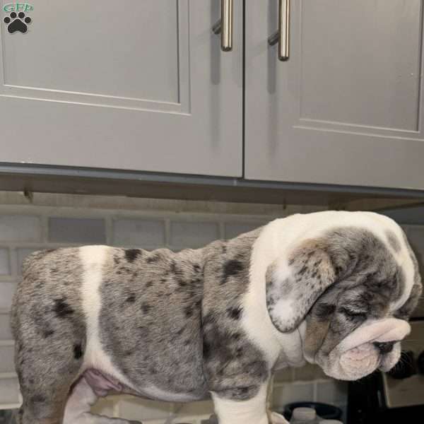 Milk man jr, English Bulldog Puppy