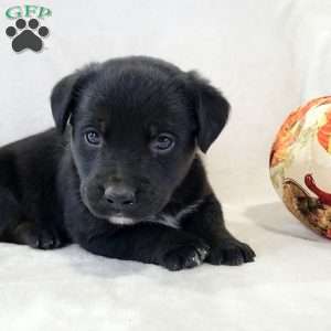 Jasper, Labrador Mix Puppy