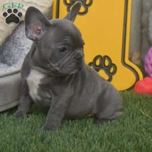 Ricky, French Bulldog Puppy