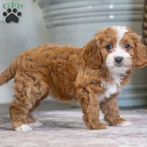 Marley, Cavapoo Puppy