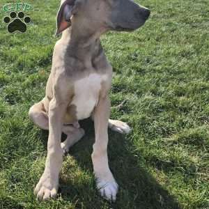 Boaz, Great Dane Puppy