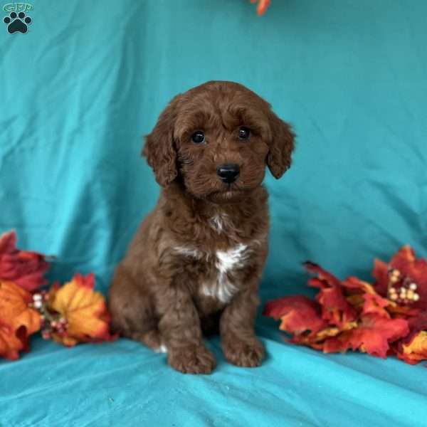 Izzy, Mini Goldendoodle Puppy