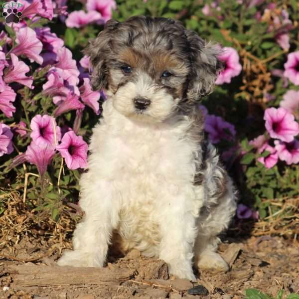 Pixie, Cockapoo Puppy