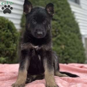 Raven, German Shepherd Puppy