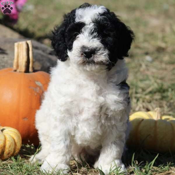 Midnight, Mini Labradoodle Puppy