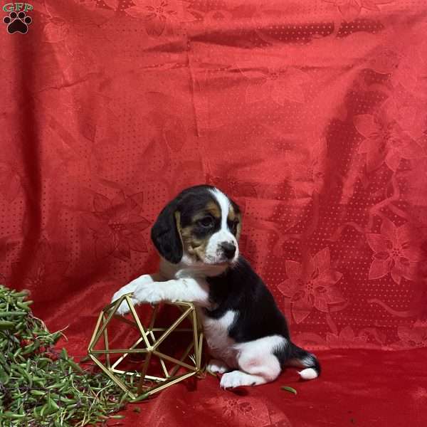 Miley, Beagle Puppy