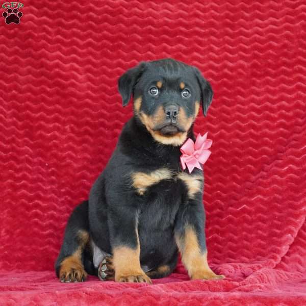 Reeses, Rottweiler Puppy