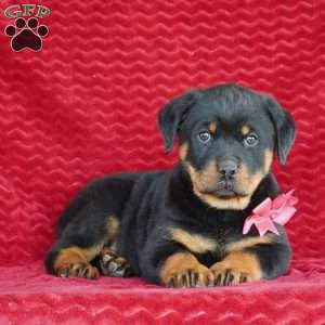 Reeses, Rottweiler Puppy