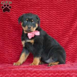 Reeses, Rottweiler Puppy