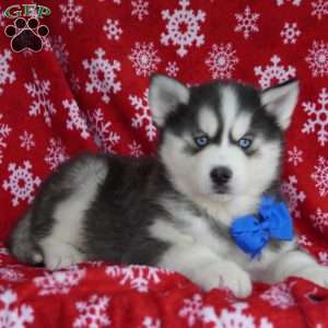 Bear, Siberian Husky Puppy