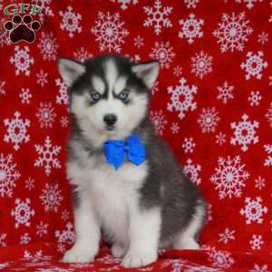 Bear, Siberian Husky Puppy