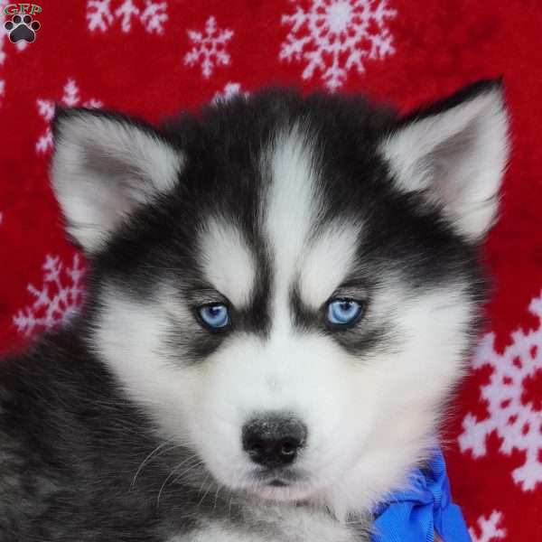 Bear, Siberian Husky Puppy