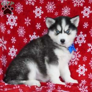 Bear, Siberian Husky Puppy