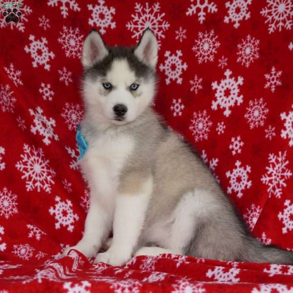 Quinn, Siberian Husky Puppy