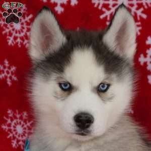 Quinn, Siberian Husky Puppy