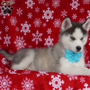 Quinn, Siberian Husky Puppy