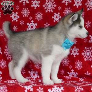 Quinn, Siberian Husky Puppy