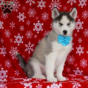 Quinn, Siberian Husky Puppy