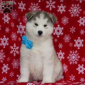 Smokey, Siberian Husky Puppy