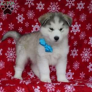 Smokey, Siberian Husky Puppy