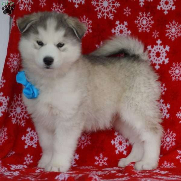 Smokey, Siberian Husky Puppy