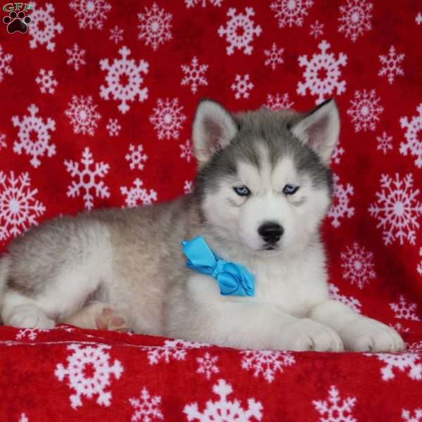 Cactus, Siberian Husky Puppy