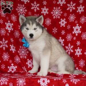 Cactus, Siberian Husky Puppy