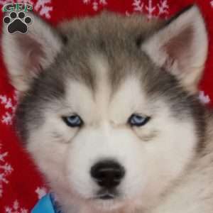 Cactus, Siberian Husky Puppy