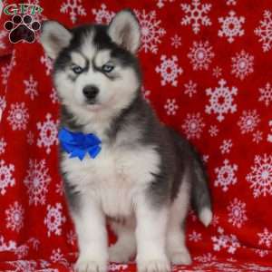 Timber, Siberian Husky Puppy