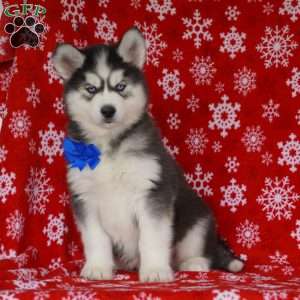 Timber, Siberian Husky Puppy