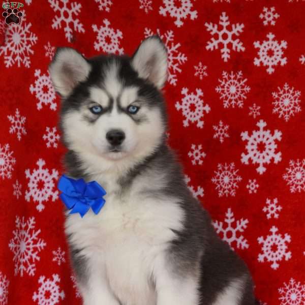 Timber, Siberian Husky Puppy