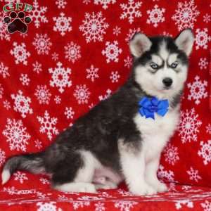 Timber, Siberian Husky Puppy