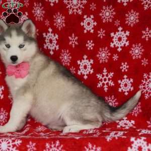 Lola, Siberian Husky Puppy