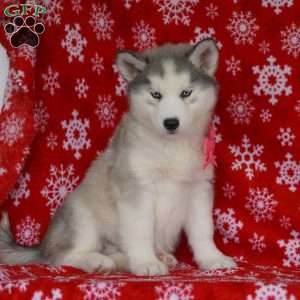 Lola, Siberian Husky Puppy