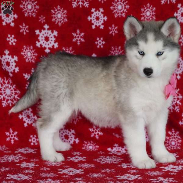 Lola, Siberian Husky Puppy