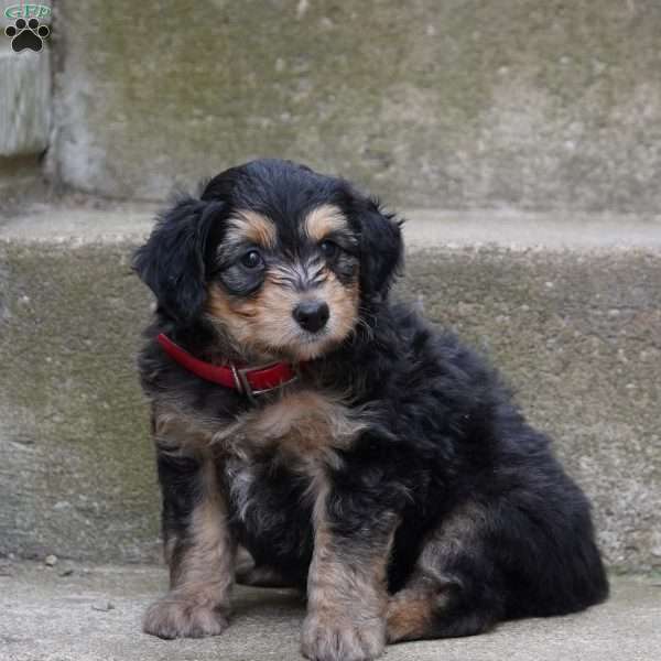 Mattie, Mini Aussiedoodle Puppy