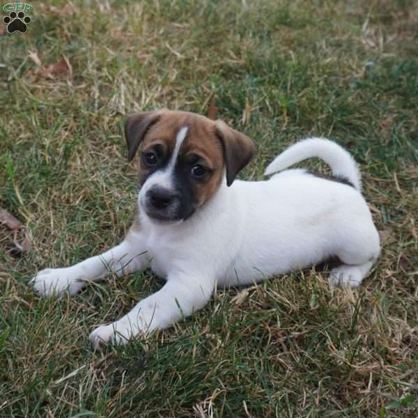 Sam, Jug Puppy